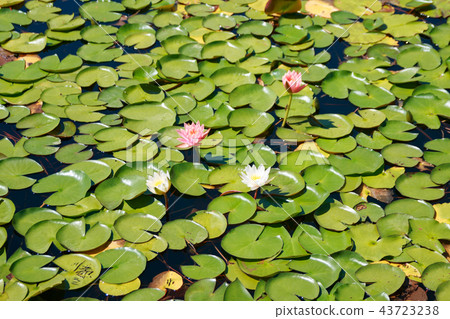 A pond with water lily flowers A pond with water lily flowers 43723238