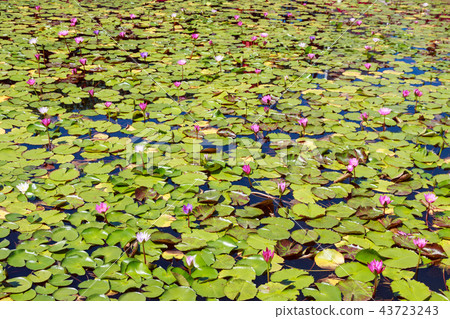 A pond with water lily flowers 43723243