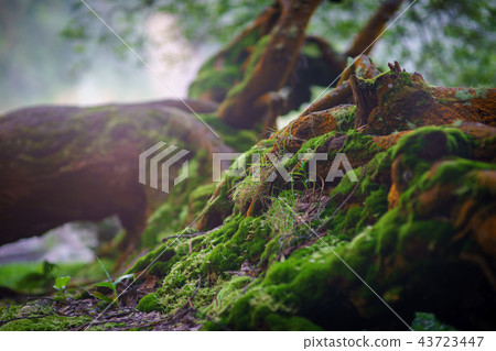 old fallen mossy tree, foliage, roots and mysterious shine with birds singing old fallen mossy tree, foliage, roots and mysterious shine with birds singing 43723447