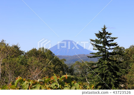 從中山山口和禪宗茶館看到的夏末羊蹄山 43723526