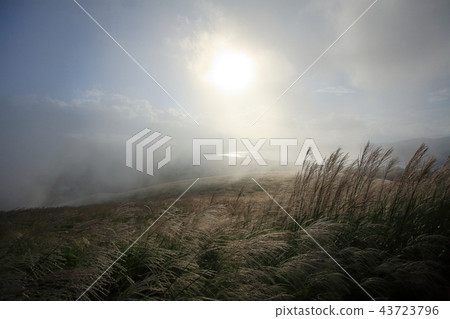 山中湖和常年sukino的來源 43723796