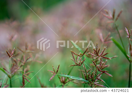 Grass flower in the meadow. 43724021