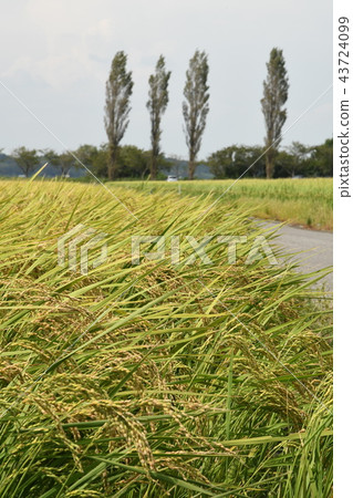 Fruit rice Fruit rice 43724099