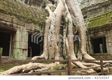 Ta Prohm Ta Prohm 43724347