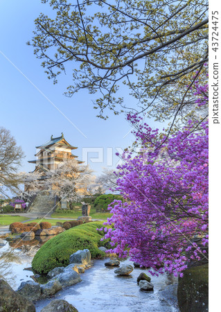 在高島城堡的櫻花 在高島城堡的櫻花 43724475