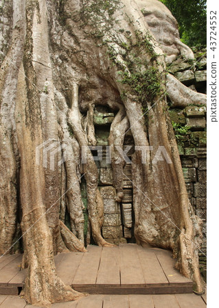 Ta Prohm Ta Prohm 43724552