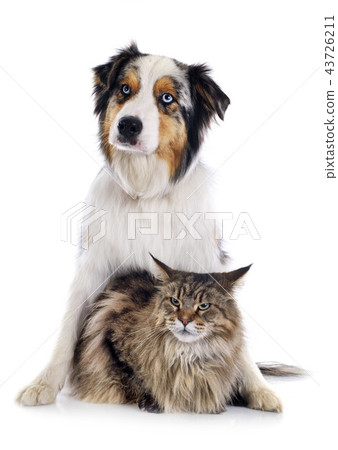 dog and cat dog and cat 43726211