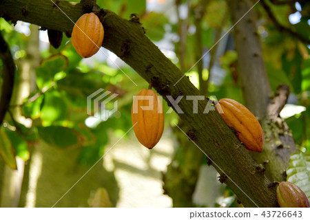 Cacao fruit 43726643