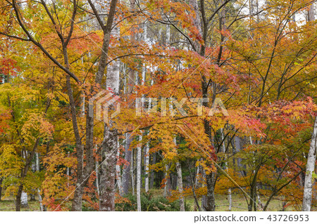 Autumn leaves and birch forest (Kaida Kogen) 43726953