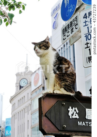 銀座4丁目貓 43727239