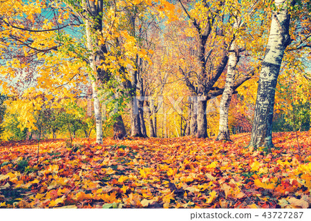 Sunny autumn in the park 43727287