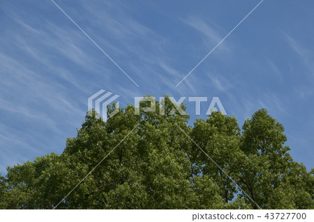 Green and sky 43727700