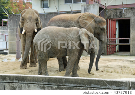 African elephant African elephant 43727918