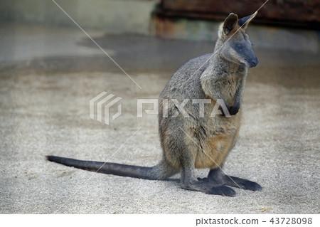 Kangaroo Kangaroo 43728098