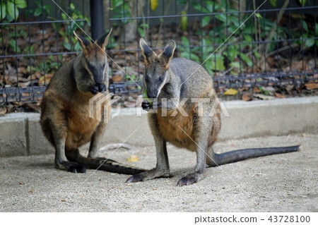 Kangaroo Kangaroo 43728100