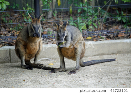 Kangaroo Kangaroo 43728101