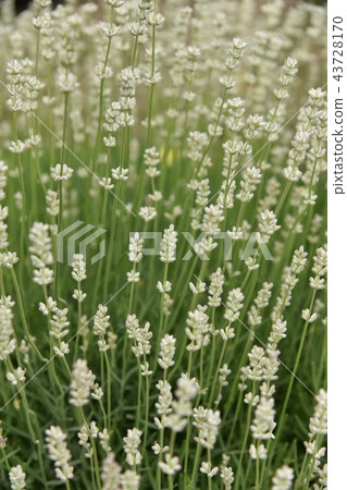 白花 白花 43728170