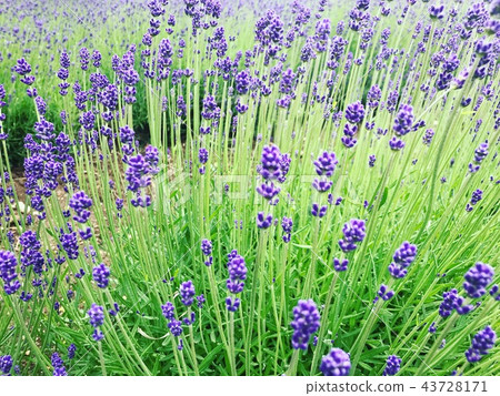 薰衣草 薰衣草 43728171