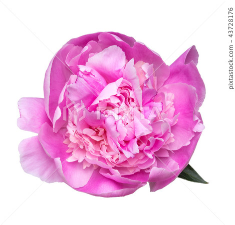 Big peony flower isolated on white background 43728176