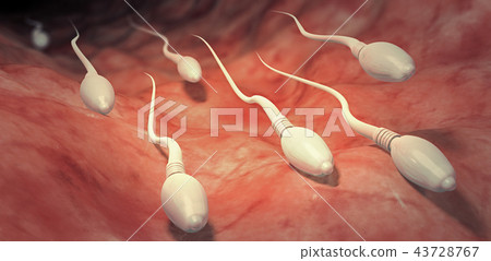 sperm cells moving towards egg cell into the womb 43728767