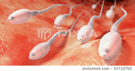 sperm cells moving towards egg cell into the womb 43728768