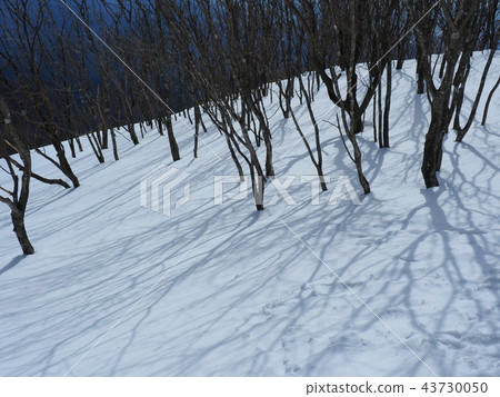 樹木和陰影在Mt. Akagiyama Komagatake(南側)的山坡上,冬季1600米 樹木和陰影在Mt. Akagiyama Komagatake(南側)的山坡上,冬季1600米 43730050