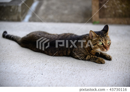 Pheasant cat 43730116