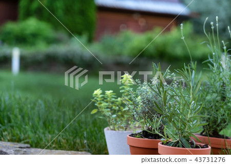 herbs in pots herbs in pots 43731276