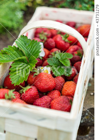 strawberries in the basket strawberries in the basket 43731279
