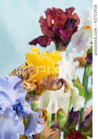 bunch of colorful irises bunch of colorful irises 43731416