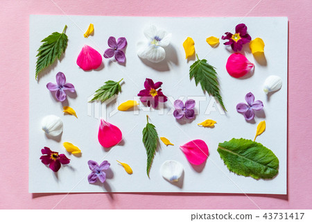 spring flowers and leaves spring flowers and leaves 43731417