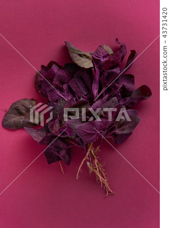 fresh purple orach fresh purple orach 43731420