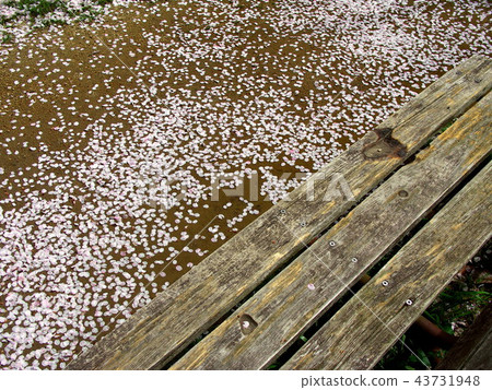 Park scenery with cherry blossom petals and bench Park scenery with cherry blossom petals and bench 43731948