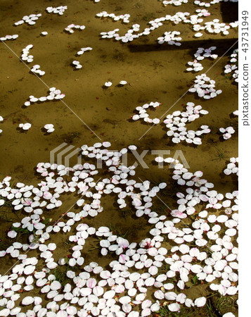 落在水錶面上的櫻花風景 落在水錶面上的櫻花風景 43731949
