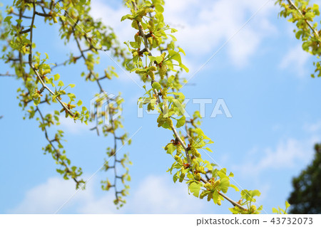 銀杏樹花和藍天 照片素材 圖片 圖庫