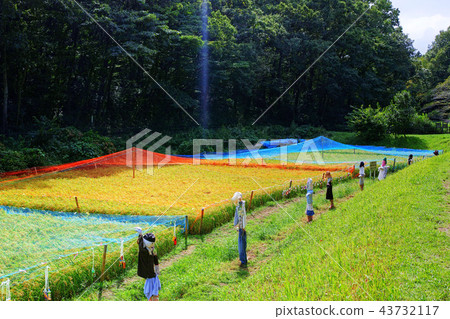Autumn paddy field with a bird net 43732117