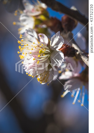 Plum blossom Plum blossom 43732150