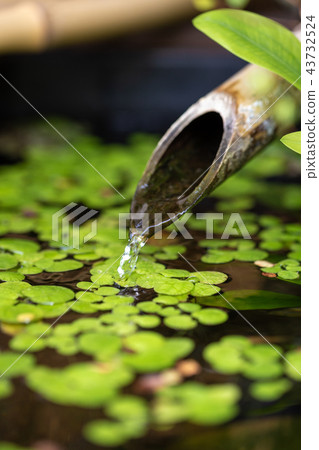 日本Tsubaiai 日本Tsubaiai 43732524