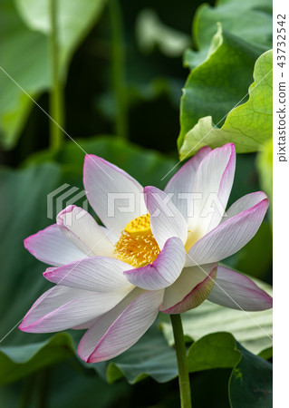 Lotus flower  43732542