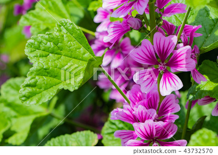 Flowers of Aoi Flowers of Aoi 43732570