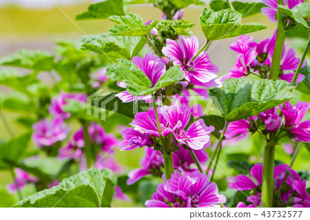 Flowers of Aoi 43732577