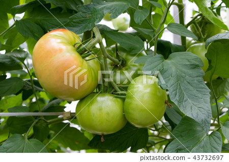 Tomato tomato farmhouse vinyl house Tomato tomato farmhouse vinyl house 43732697