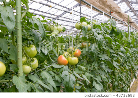 Tomato tomato farmhouse vinyl house Tomato tomato farmhouse vinyl house 43732698
