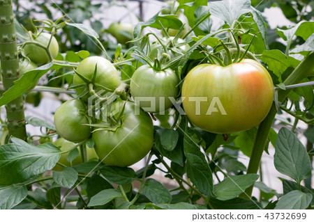 Tomato tomato farmhouse vinyl house 43732699