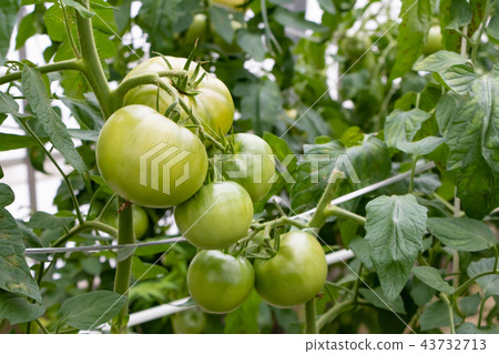 Tomato tomato farmhouse vinyl house Tomato tomato farmhouse vinyl house 43732713