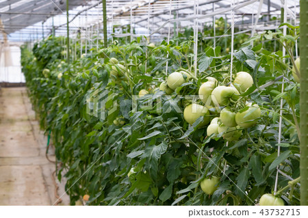 蕃茄蕃茄農舍乙烯基房子 蕃茄蕃茄農舍乙烯基房子 43732715