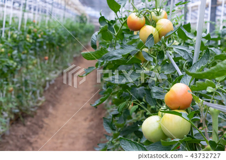 Tomato tomato farmhouse vinyl house 43732727