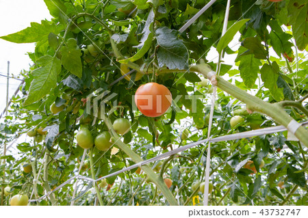 蕃茄蕃茄農舍乙烯基房子 43732747