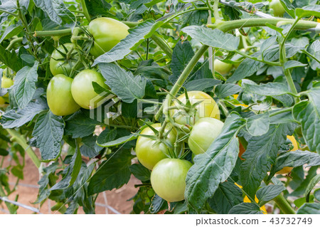 蕃茄蕃茄農舍乙烯基房子 43732749