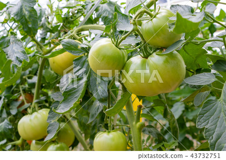 蕃茄蕃茄農舍乙烯基房子 43732751